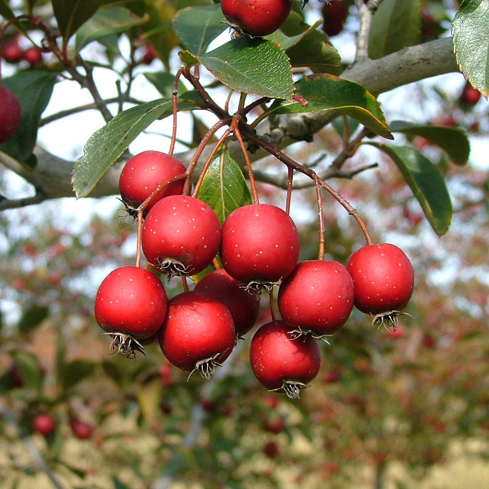 Thornless Hawthorn (Crataegus crus-galli var. Inermis)