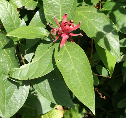 Western Sweetshrub (Calycanthus occidentalis)