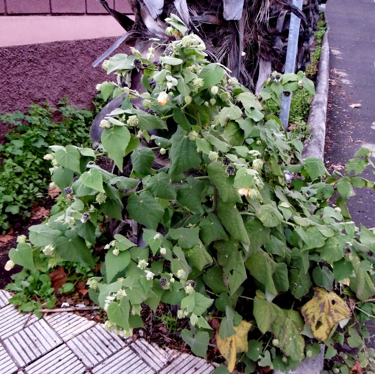 Hairy Indian Mallow (Abutilon grandifolium) – Sejahtera Seeds and Bulbs