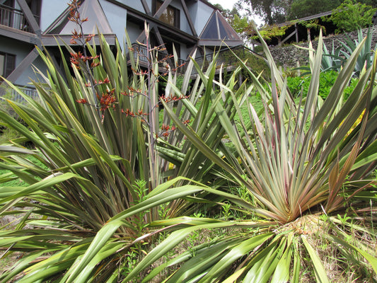 New Zealand Flax (Phormium tenax)