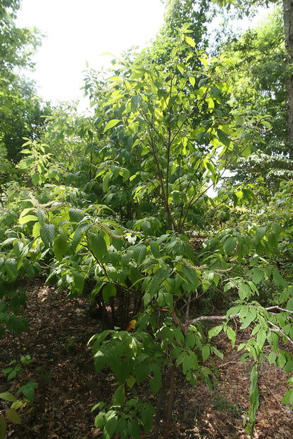 Cinnamon Clethra Pepperbush Sweet Pepper Bush Sweetpepperbush (Clethra acuminata)