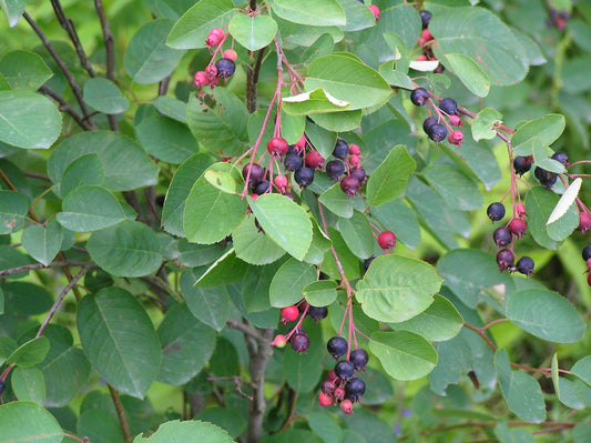 Dwarf Serviceberry Thicket Shadbush (Amelanchier spicata)