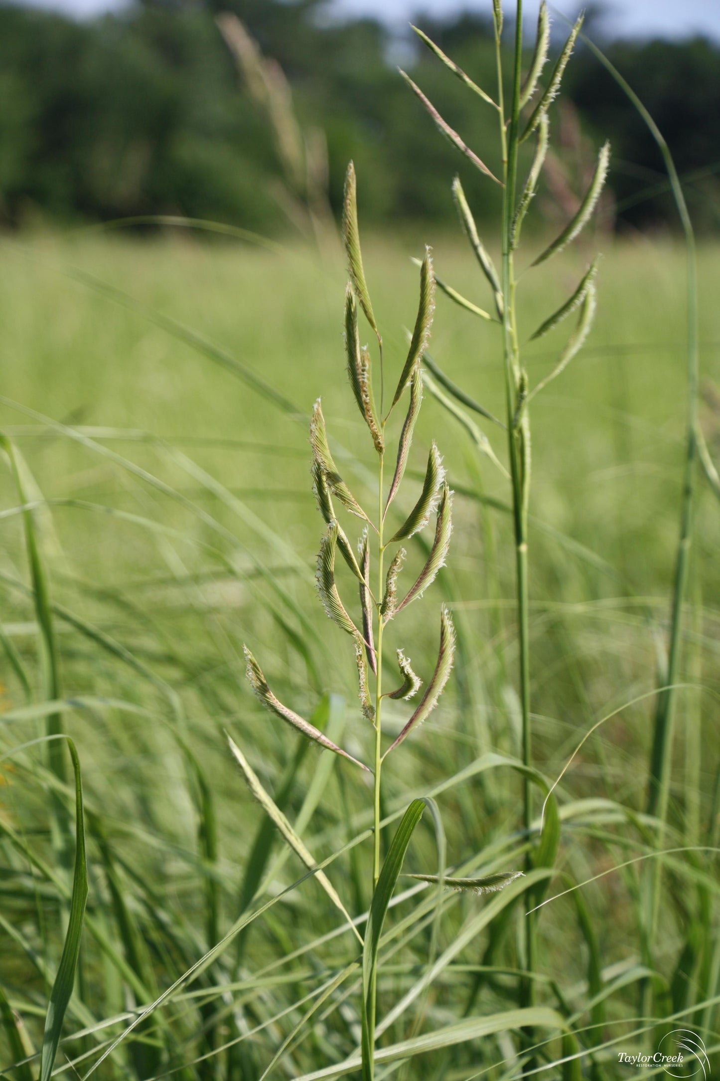 Marsh Prairie Cord Salt Grass (Spartina pectinata)