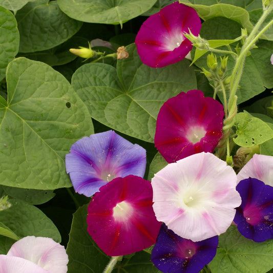 Tall Morning-glory (Ipomoea purpurea mix)