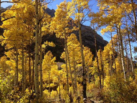 Quaking Aspen (Populus tremuloides)