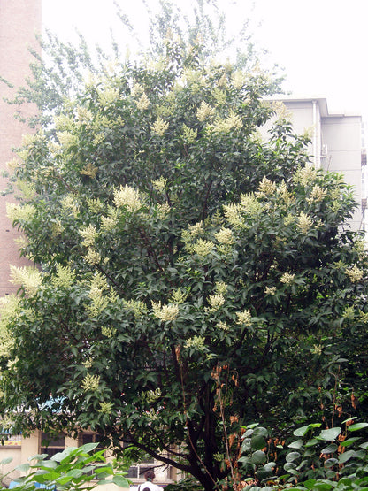 Glossy Privet (Ligustrum lucidum)