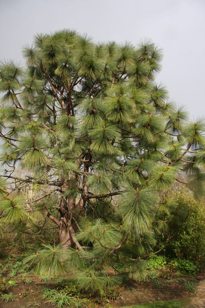 Apache Arizona Longleaf Pine (Pinus engelmannii)