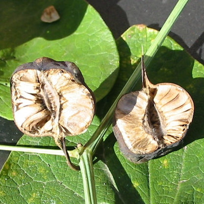 Chinese Aristolochia (Aristolochia manshuriensis)