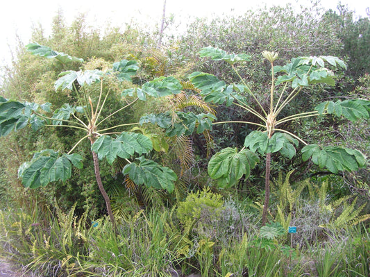 Rice-paper Plant (Tetrapanax papyrifer)