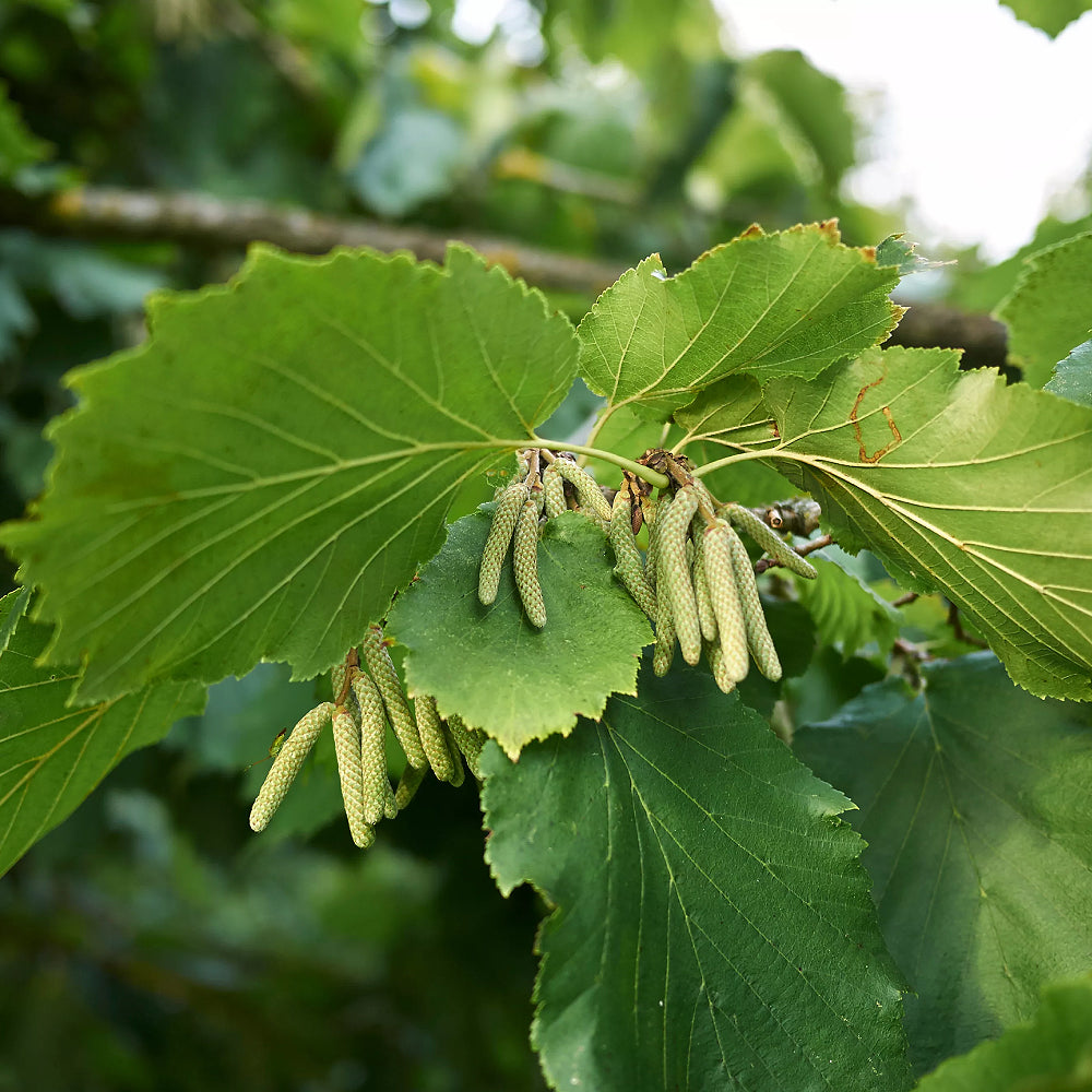 Turkish Filbert Spring Turkish Filbert Turkish Hazelnut (Corylus colurna) – Sejahtera Seeds ...