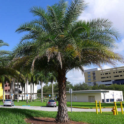 Wild Date Palm (Phoenix sylvestris)