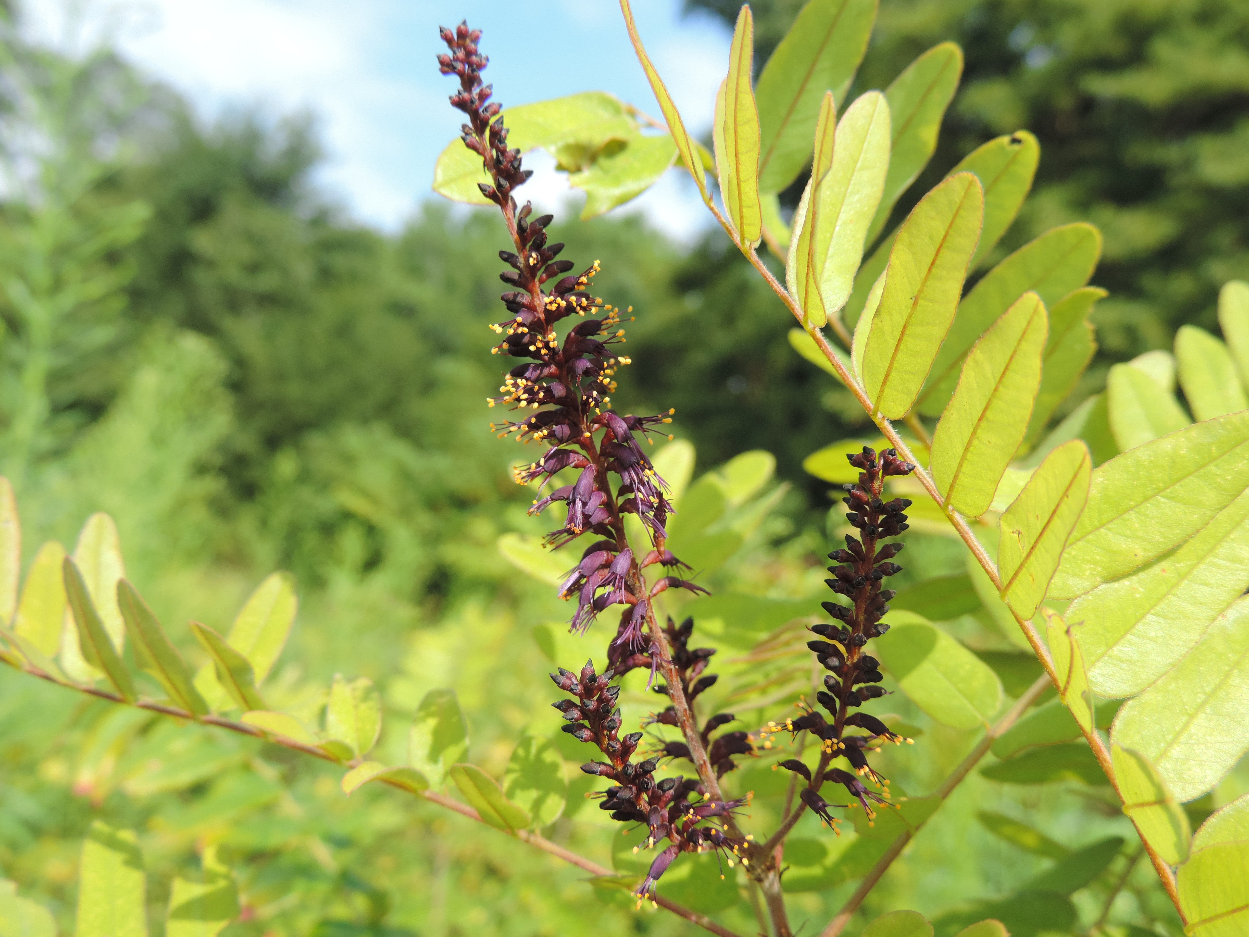 Lead Plant Roots Lead Plant Leadplant (Amorpha canescens clean seed) – Sejahtera Seeds ...