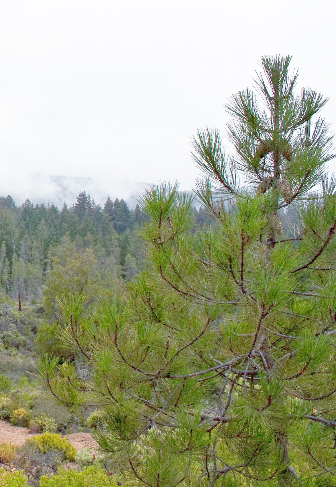 Knobcone X Monterey Pine (Pinus attenuata var. X radiata)