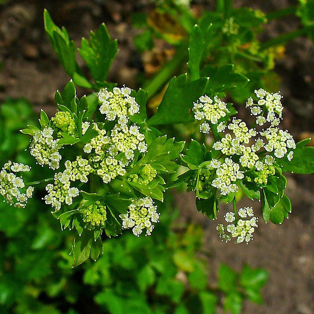 Wild Celery Apium Graveolens Sejahtera Seeds And Bulbs wild-celery-apium-graveolens-sejahtera-seeds-and-bulbs