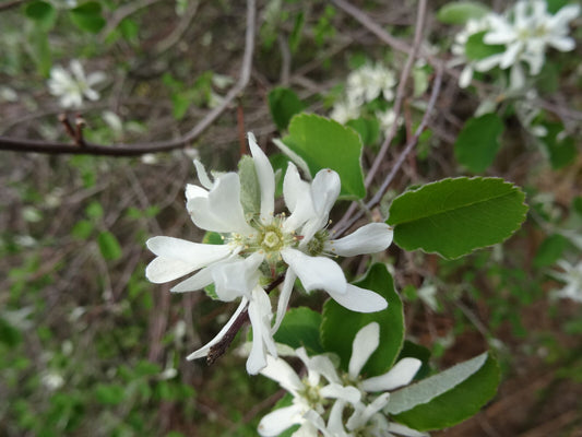 Snowy Mespilus (Amelanchier ovalis clean seed)