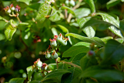 Canadian Blueberry Sourtop Velvetleaf Huckleberry (Vaccinium myrtilloides)