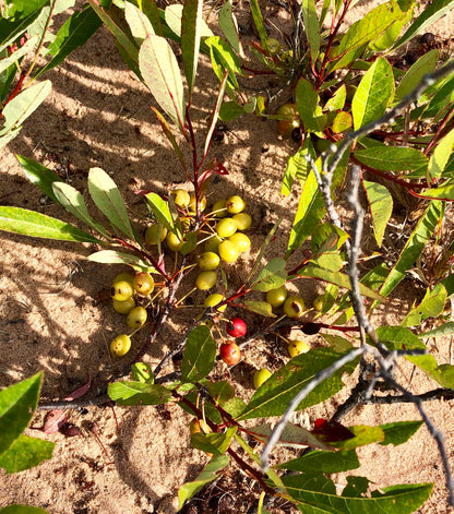Eastern Sand Cherry Sandcherry (Prunus pumila)
