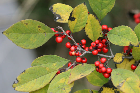 Finetooth Holly (Ilex serrata)