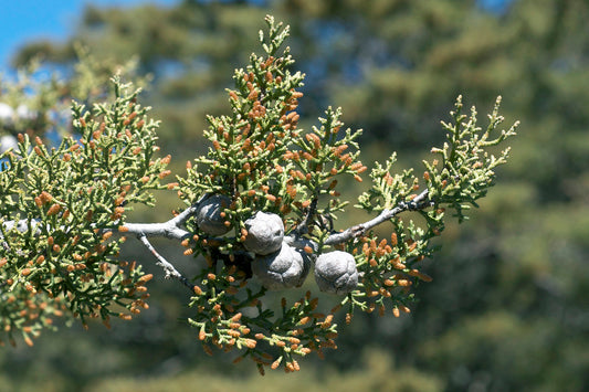 Sargent Cypress Sargents Cypress (Hesperocyparis sargentii)