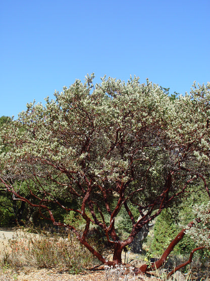 Common Manzanita Parry Whiteleaf Manzanita (Arctostaphylos manzanita)