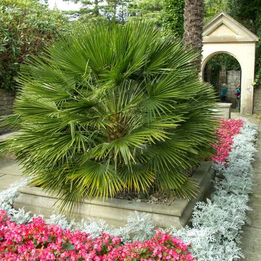 European Fan Palm (Chamaerops humilis)