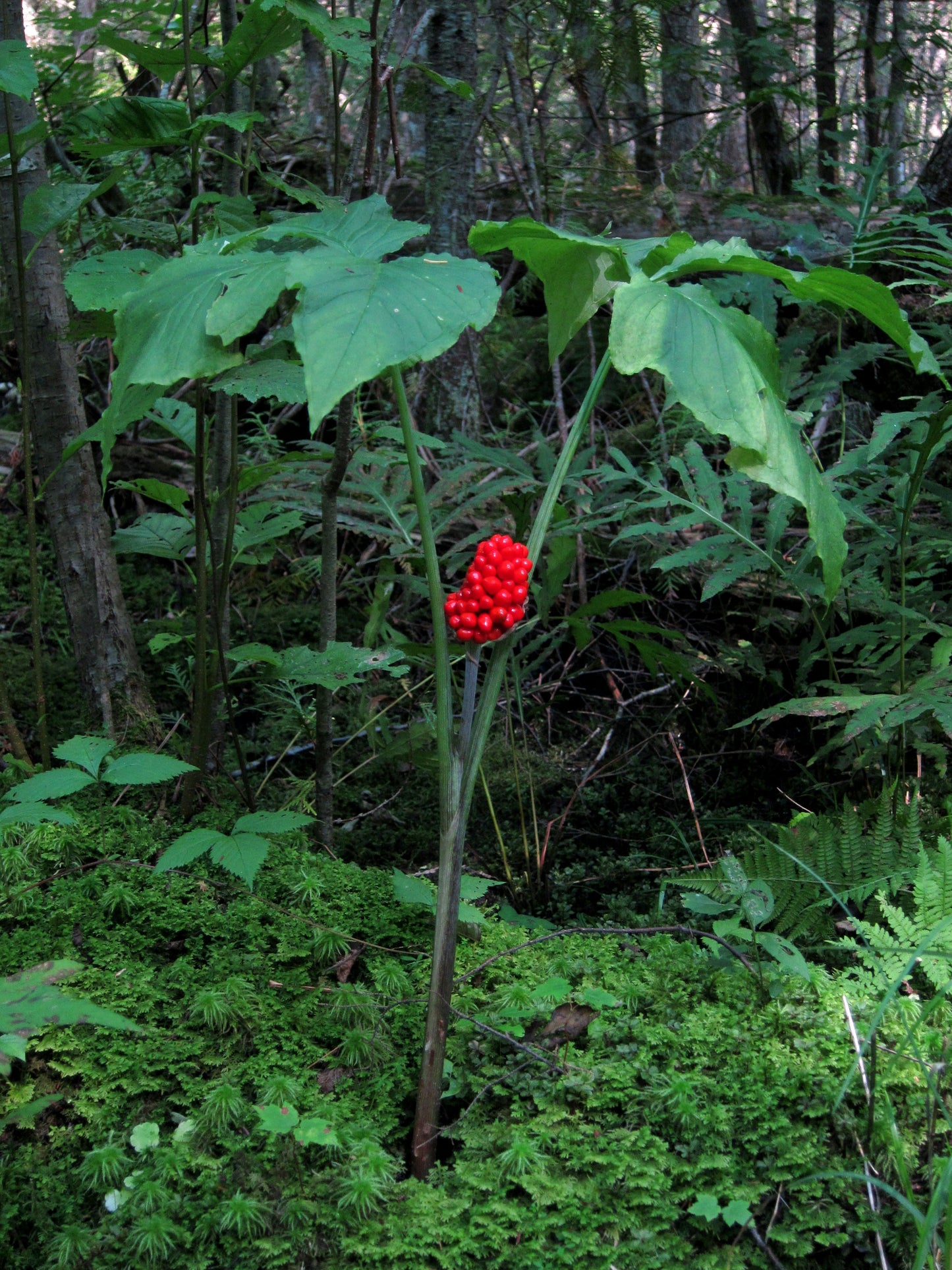 Jack In The Pulpit (Arisaema triphyllum)