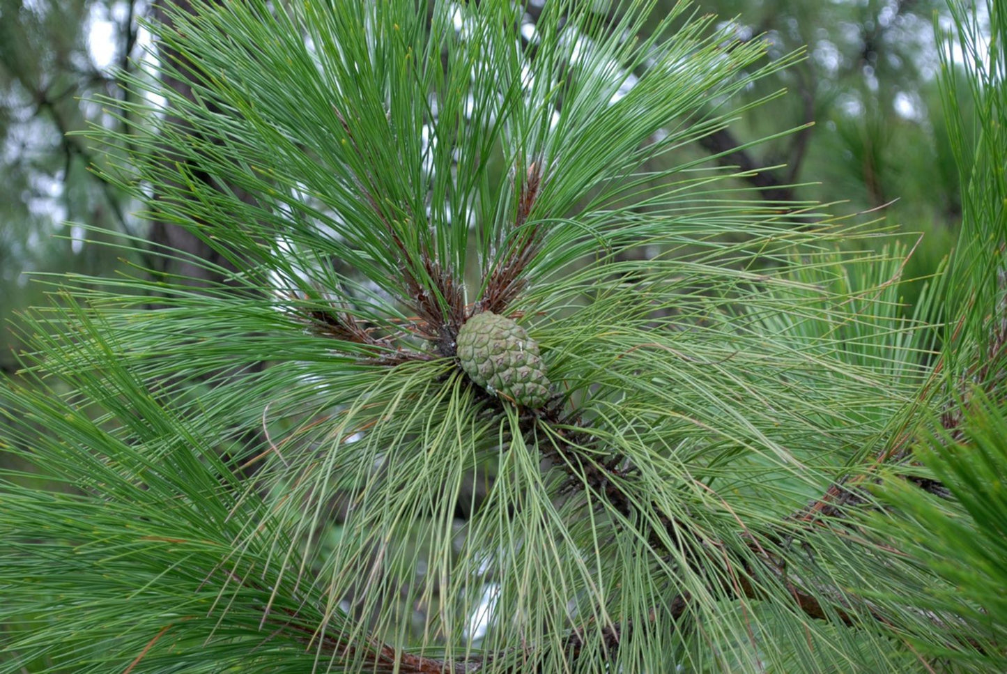 Yunnan Pine (Pinus yunnanensis)