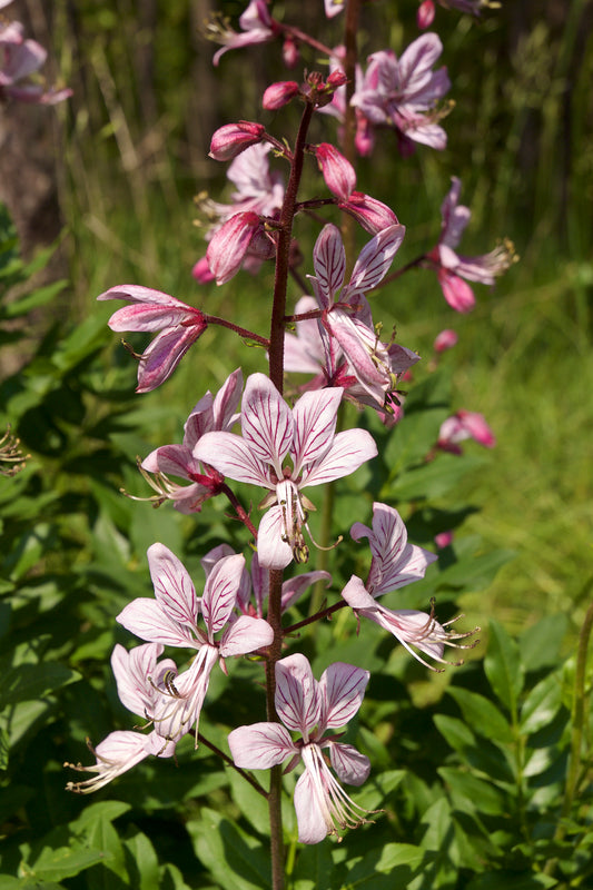 Burningbush Gasplant (Dictamnus albus)