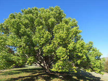 Camphor Tree (Cinnamomum camphora)