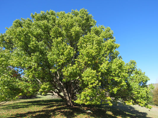 Camphor Tree (Cinnamomum camphora)