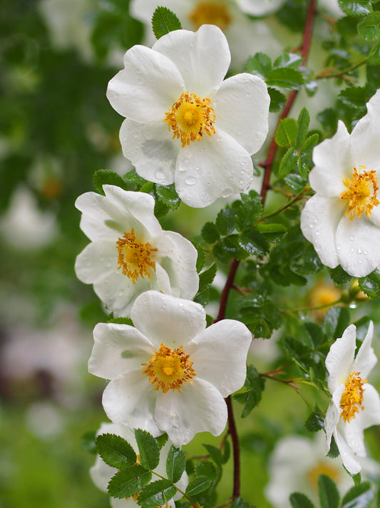 Burnet Scotch Rose (Rosa spinosissima)