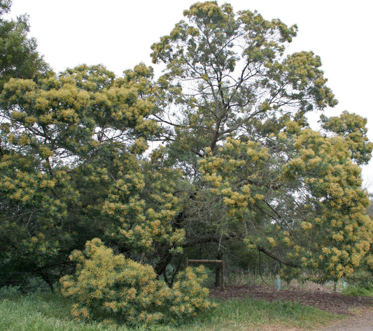 Black Wattle (Acacia mearnsii)