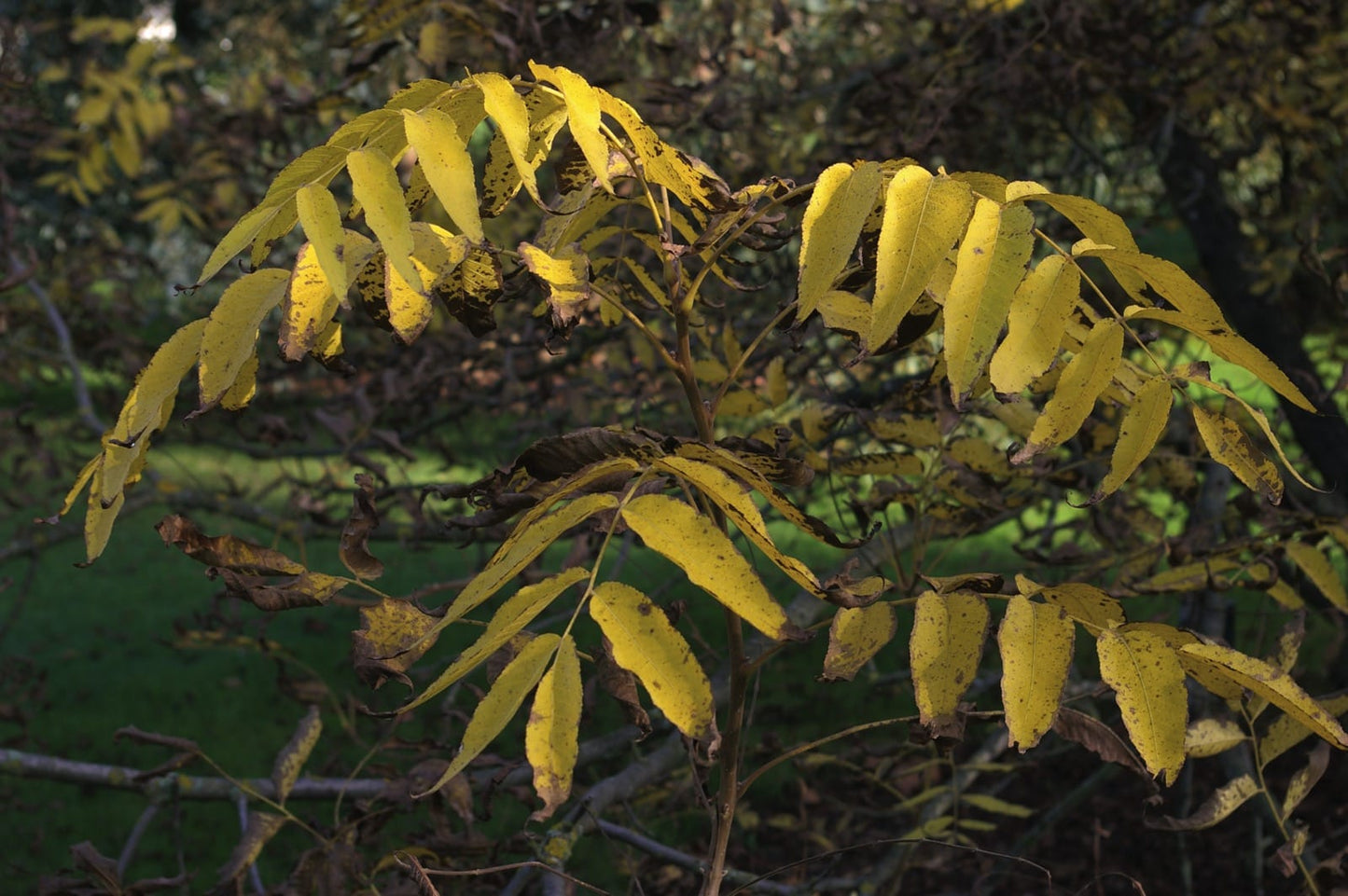 Arizona Walnut (Juglans major)