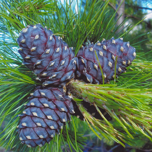 Siberian Sibirica Swiss Stone Pine (Pinus cembra ssp. Sibirica)