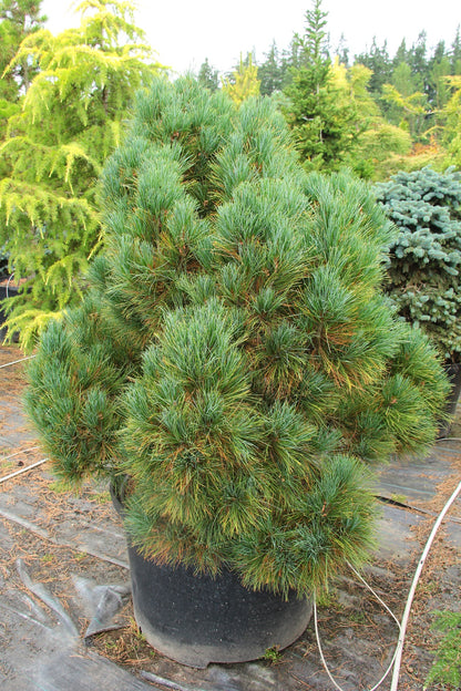 Balkan Macedonian Pine (Pinus peuce)