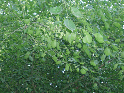 Maacks Spindletree (Euonymus maackii)