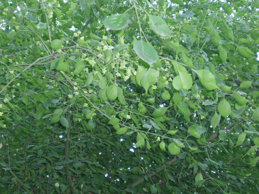 Maacks Spindletree (Euonymus maackii)