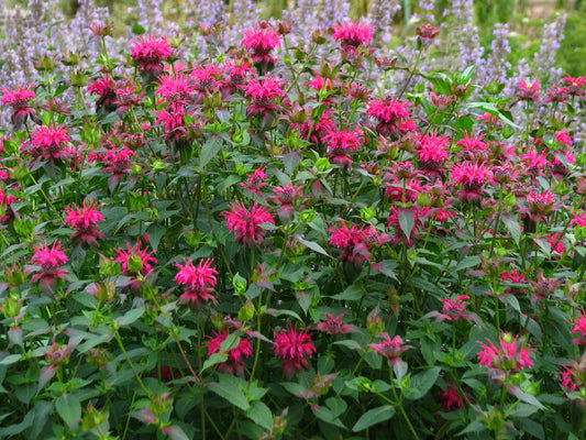 Scarlet Beebalm (Monarda didyma)