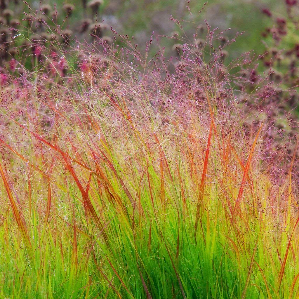 Sunburst Switchgrass Switchgrass (Panicum virgatum 'Sunburst')