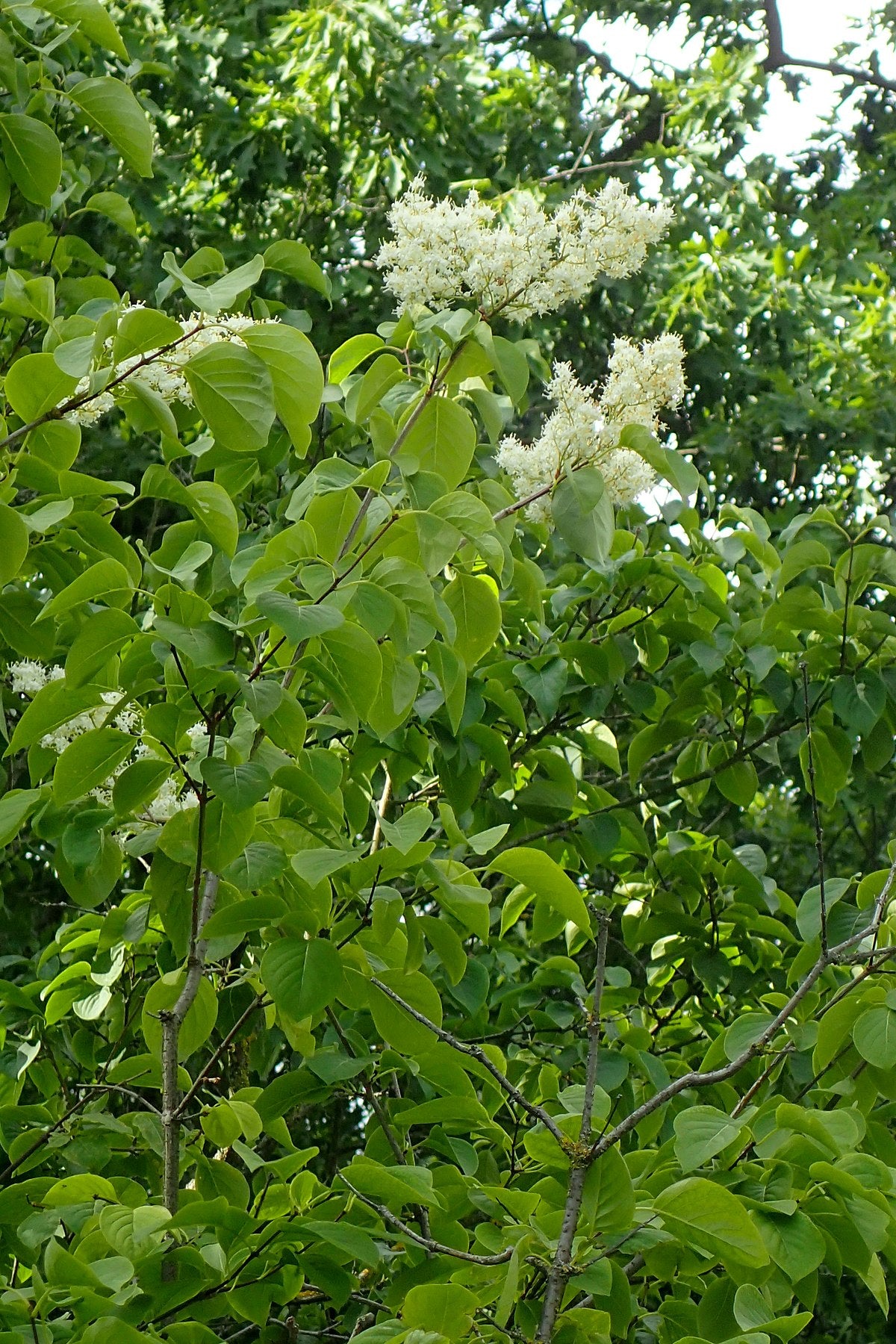Amur Lilac Amur Tree Lilac (Syringa reticulata ssp. Amurensis)