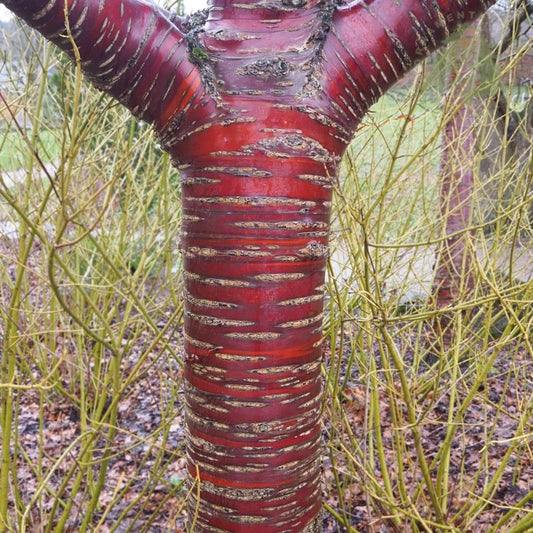 Tibetan Cherry (Prunus serrula)