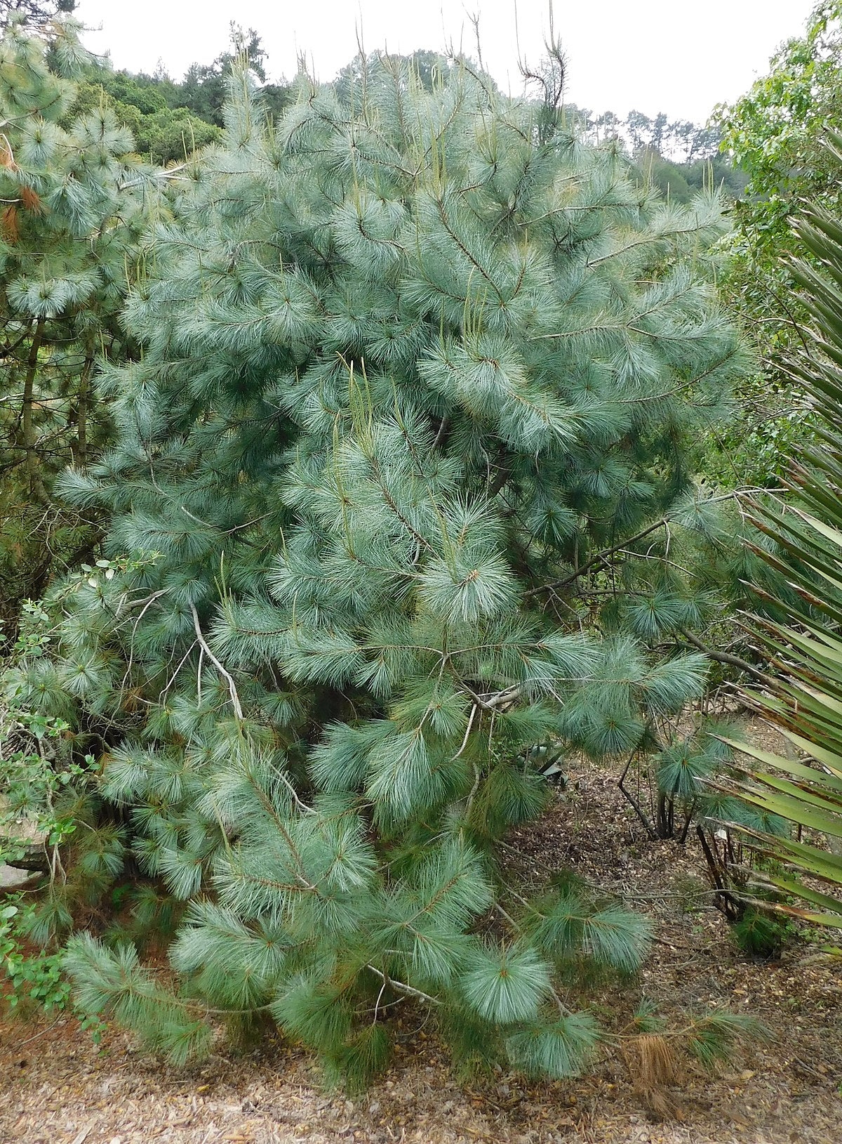 Big-cone Pinyon Martinez Maxipinon (Pinus maximartinezii)