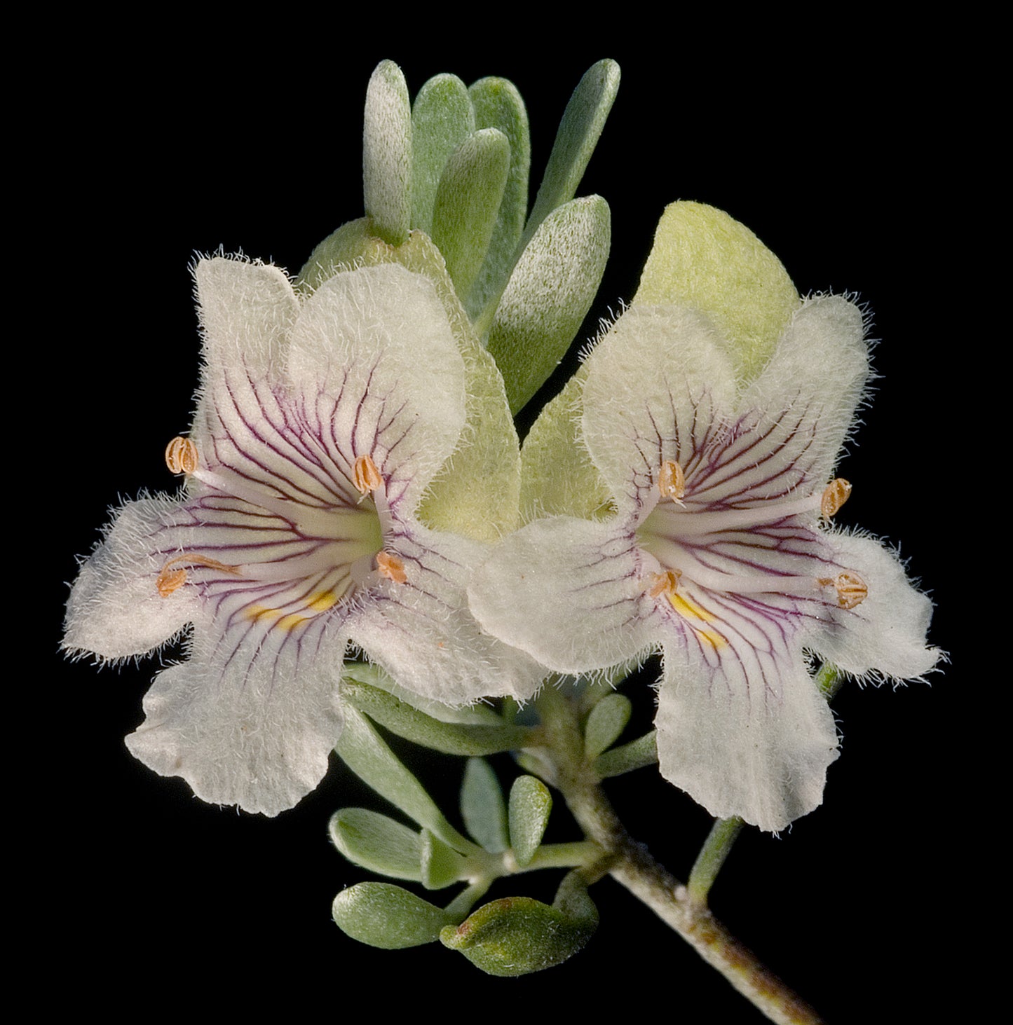 White Mint Shrub (Elsholtzia stauntonii var. F. Alba)
