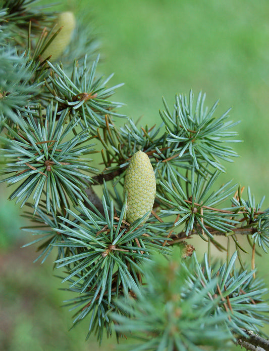 Blue Atlas Cedar (Cedrus atlantica 'Glauca')