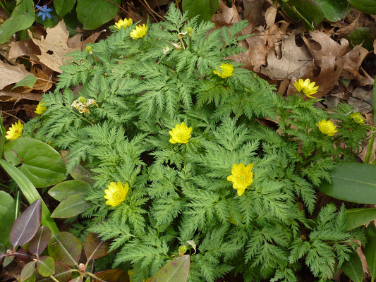 Amur Pheasants Eye (Adonis amurensis)