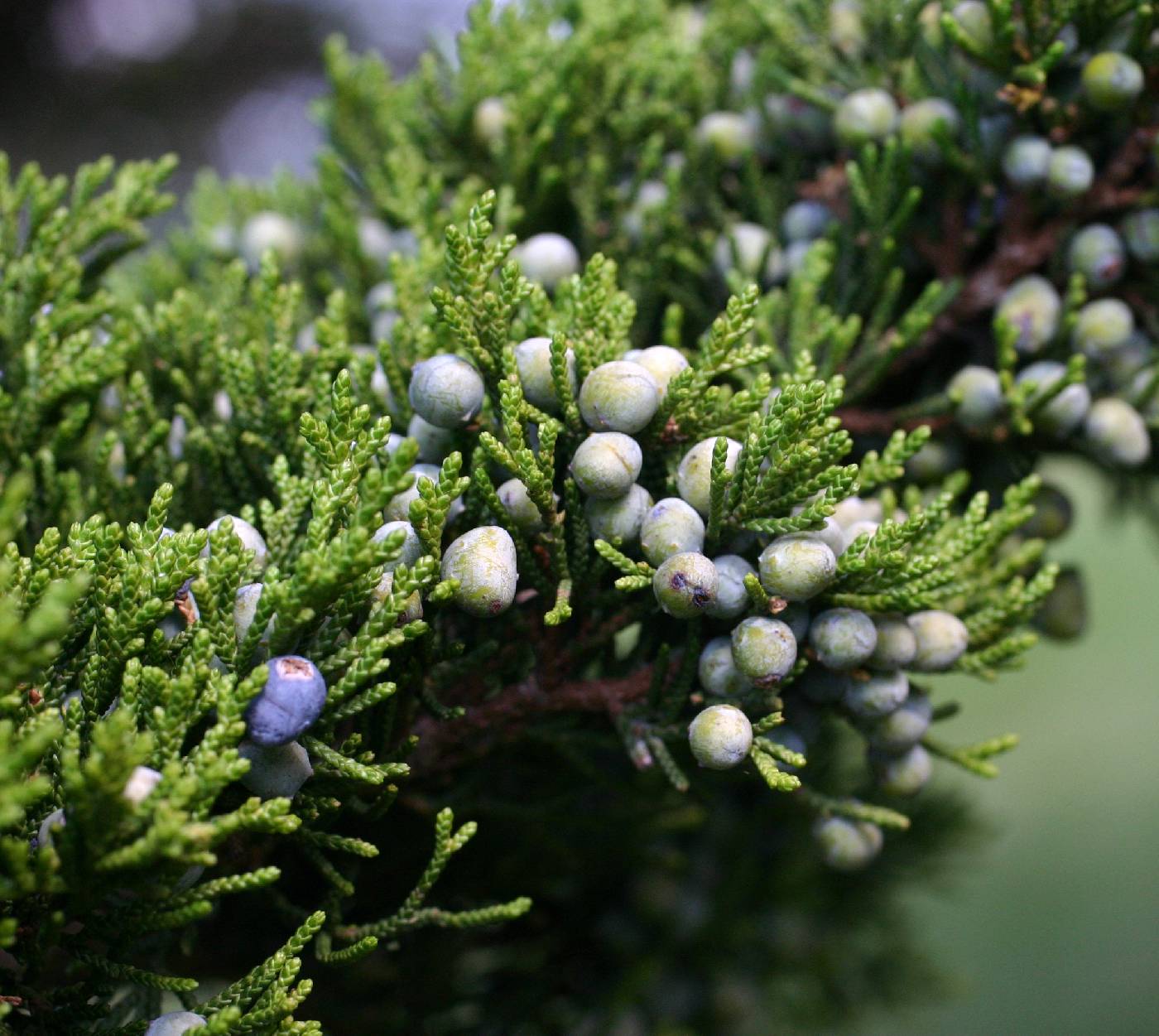 Eastern Cedar Eastern Redcedar (Juniperus virginiana midwestern eco-type)