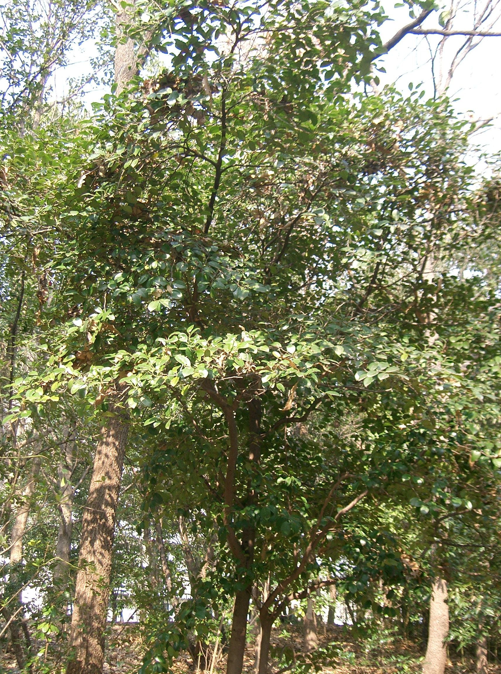 Distilium Racemocum Isu Tree (Distylium racemosum) – Sejahtera Seeds and Bulbs