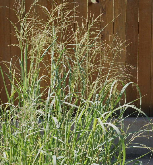 Sunburst Switchgrass Switchgrass (Panicum virgatum 'Sunburst')