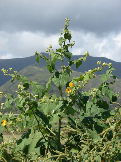 Hairy Indian Mallow (Abutilon grandifolium) – Sejahtera Seeds and Bulbs