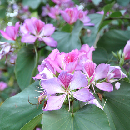 Mountain Ebony Tree (Bauhinia variegata)